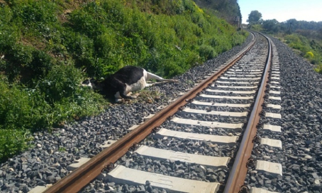 Siracusa, 4 mucche travolte e uccise da un treno nella tratta per Ragusa