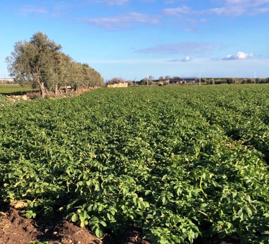 Patate Novelle in piena coltivazione_Siracusa