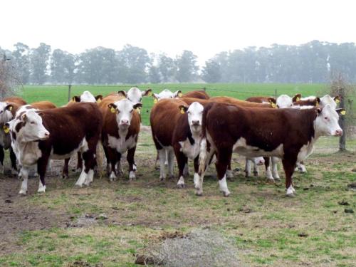 Noto, bovini allo stato brado: sanzioni per oltre 13mila euro