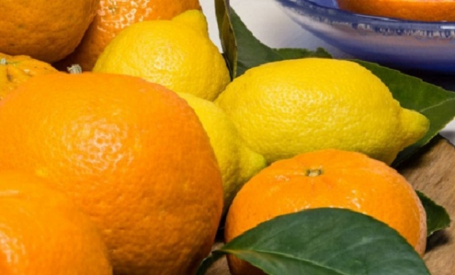 Siracusa, delegazione giapponese alla scoperta di limoni, arance e pomodori Igp