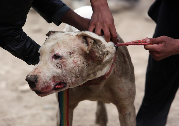 Carlentini, trascinava un cane con una corda da una moto