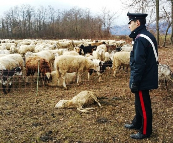 Floridia, impongono con le minacce il pascolo dei propri capi di bestiame in terreni altrui: arrestati per estorsione