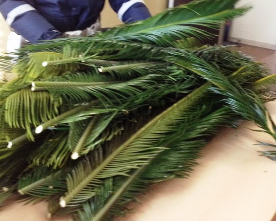 Siracusa, tentano di rubare palme da un vivaio: denunciati