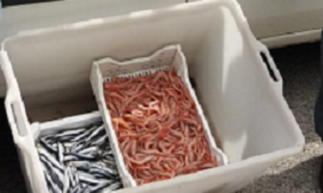 Augusta, controlli della filiera della pesca: sanzioni per 14.000 euro