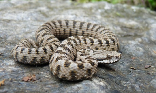 Nel Palermitano, morso da vipera: è grave