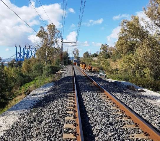 Nel Siracusano, treni investono bovini vaganti sulle rotaie: nessun ferito, denunciati tre allevatori