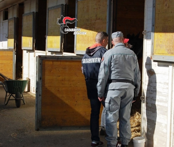Siracusa, farmaci e sostanze proibite su cavalli da corsa: denuncia e sanzioni per frodi e maltrattamento