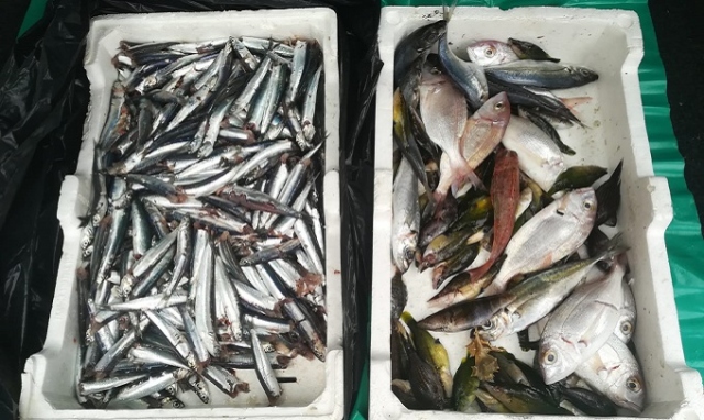 Augusta, sequestrati 9 chili di pesce privo di tracciabilità: sanzionati due ambulanti