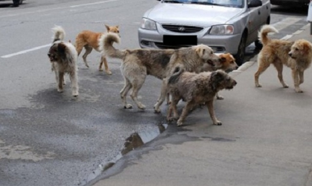 Siracusa, canile comunale: sopralluogo nell'area di Belvedere
