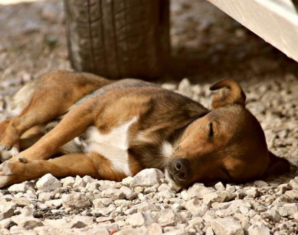 Portopalo, trovati cani avvelenati: il sindaco "Presenteremo denuncia"