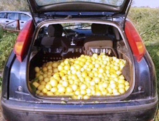 Augusta, furto di limoni: denunciati due uomini