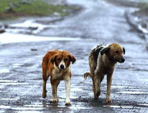 Siracusa, nuovo canile in contrada Carancino: oggi sopralluogo del Comune
