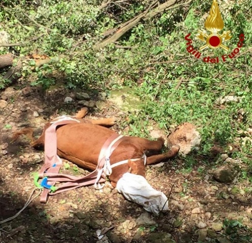 Canicattini Bagni, precipita vitello: recuperato dai Vigili del Fuoco