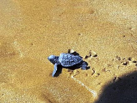 Noto, tartarughe marine: Comune e WWF assieme per proteggerle