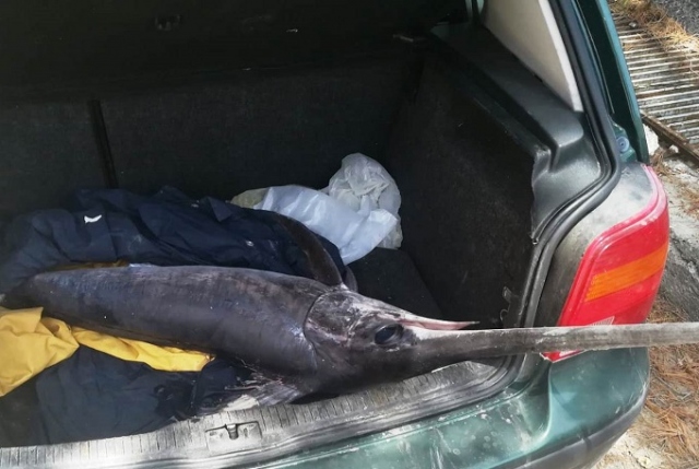 Augusta, trasportava un pesce spada nel cofano dell'auto: denunciato e sanzionato