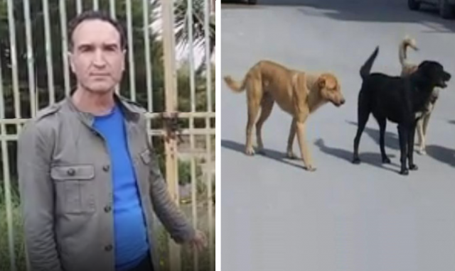 Siracusa, randagismo: il consigliere Burgio (M5S) "Pronti a chiedere Commissione di indagine"