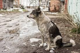 Noto, chiuso momentaneamente il rifugio per cani di contrada Volpiglia