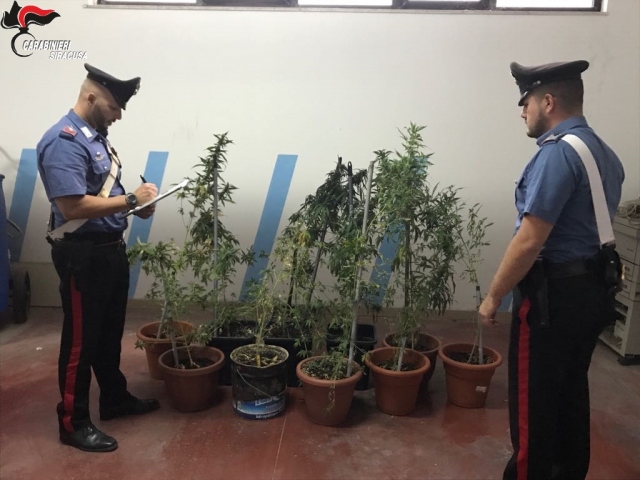 Floridia, in casa 6 piante di marijuana: arrestato odontoiatra