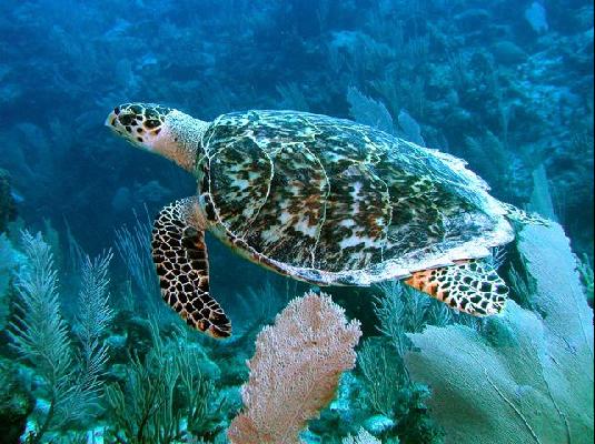 Siracusa, in arrivo le tartarughe marine: formazione per gli operatori ecologici