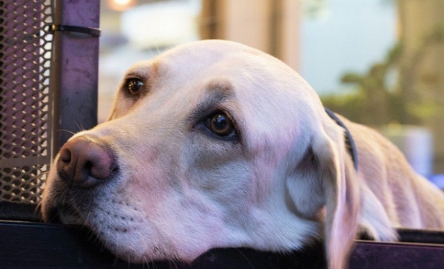 Siracusa, il consigliere Buonomo: "Ancora cani abbandonati al sole, elevate già sanzioni"