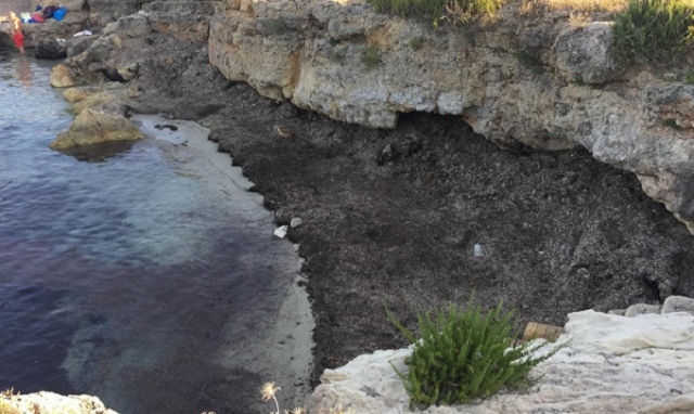 Siracusa, golfetto di Ognina invaso dalla posedonia