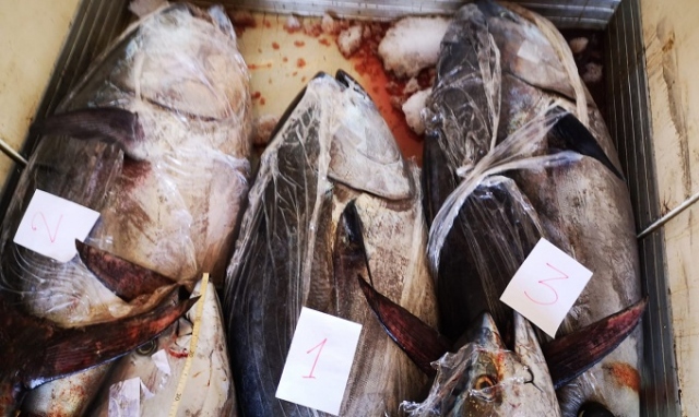 Augusta, sequestro di 8 esemplari di tonno rosso malconservato