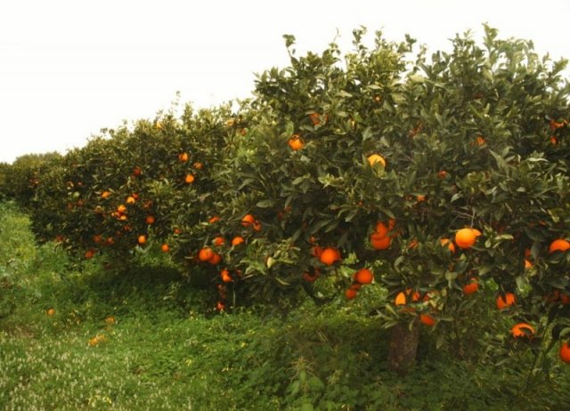 Siracusa, furto aggravato di agrumi: denunciato 42enne