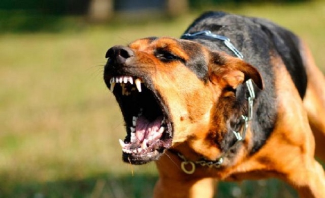 Noto, bimbo di 5 anni morso da un cane in agriturismo