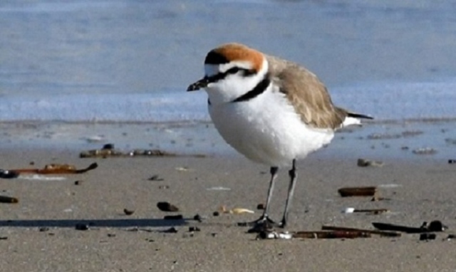 Augusta, fuochi pirotecnici vicino alle Saline: esposto di Natura Sicula