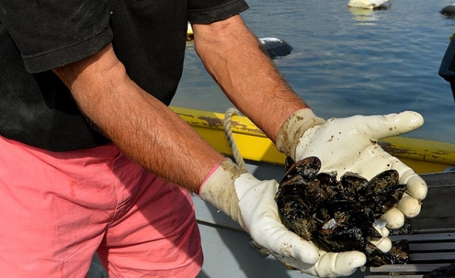 Siracusa, sequestrati 8 chili di cozze e 3 chili di lumache di mare