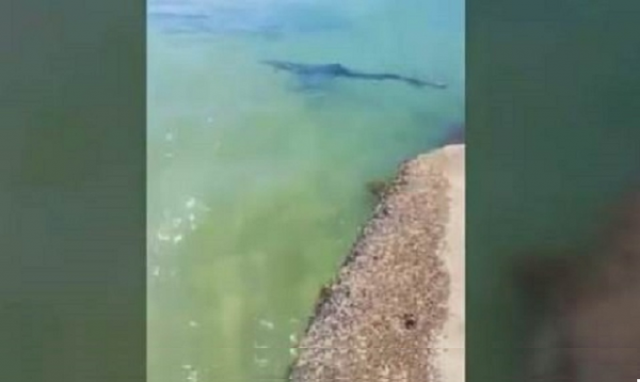 Augusta, avvistato squalo verdesca sotto la porta spagnola. VIDEO