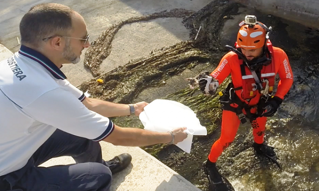 Siracusa, la Guardia Costiera salva un gattino caduto in acqua al Foro Italico