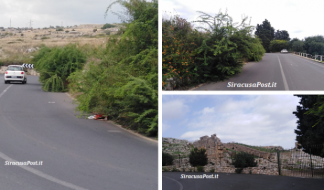 Siracusa, cespugli che invadono la Panoramica, il direttore del Parco archeologico Rizzuto: "in settimana il problema sarà risolto"