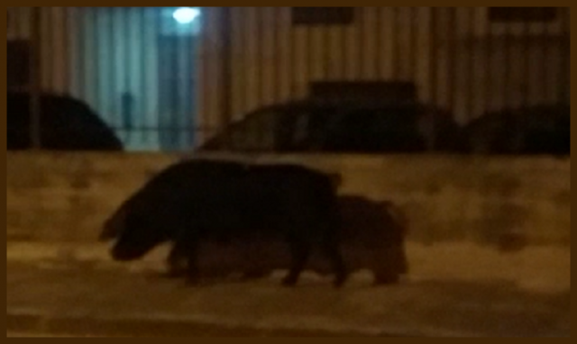 Siracusa, gli incontri notturni che non ci si aspetta: un grosso maiale nero "a passeggio" per via Santi Amato. VIDEO