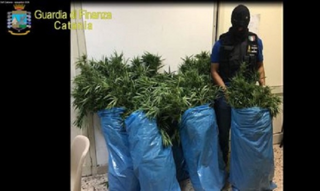 Belpasso, sequestrata piantagione di cannabis