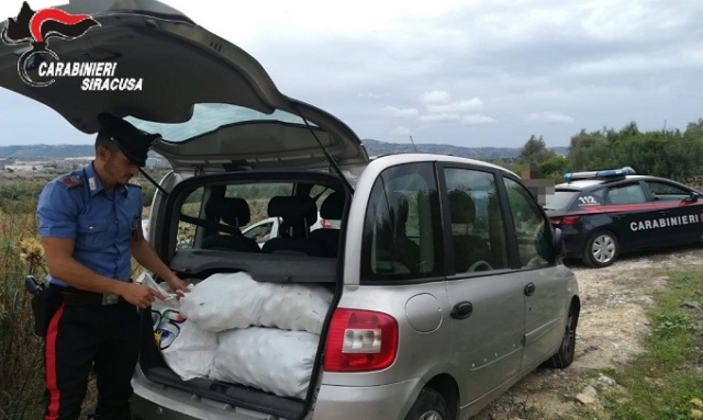 Augusta, furto di agrumi in contrada Bucchera: arrestati quattro 25enni