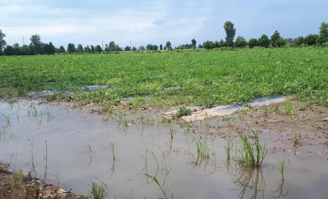 Siracusa, la deputata Cannata: "Danni a infrastrutture, aziende agricole e attività commerciali in tutta la provincia"