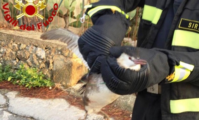 Palazzolo Acreide, salvato un volatile dalla strada: sarà portato all'oasi di Vendicari