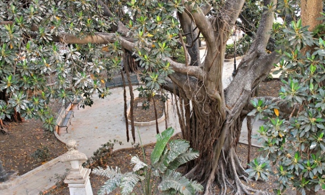 Siracusa, gli alberi per combattere lo smog: i numeri sono ancora bassi