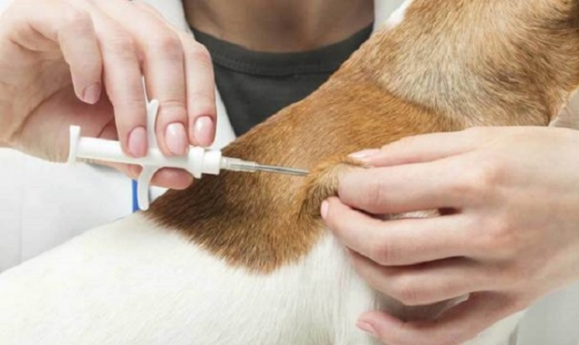 Siracusa, ambulatorio veterinario: apertura anche il lunedì pomeriggio