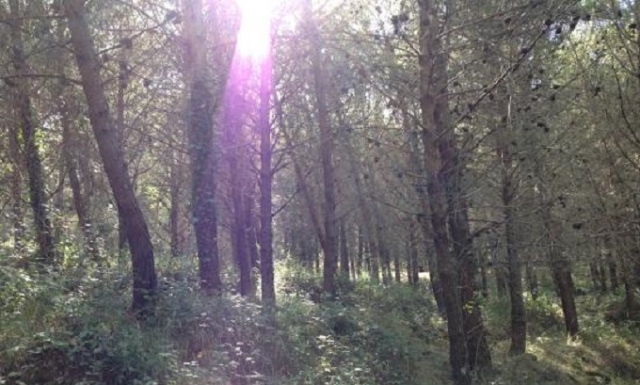 Buccheri, “Oro degli Iblei - Oltre il Buongusto”: due giorni tra natura e gastronomia al bosco di Santa Maria