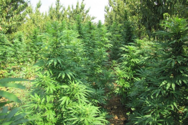 piantagione-marijuana