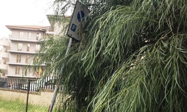 Siracusa, le piante coprono l'indicazione per gli stalli riservati ai diversamente abili