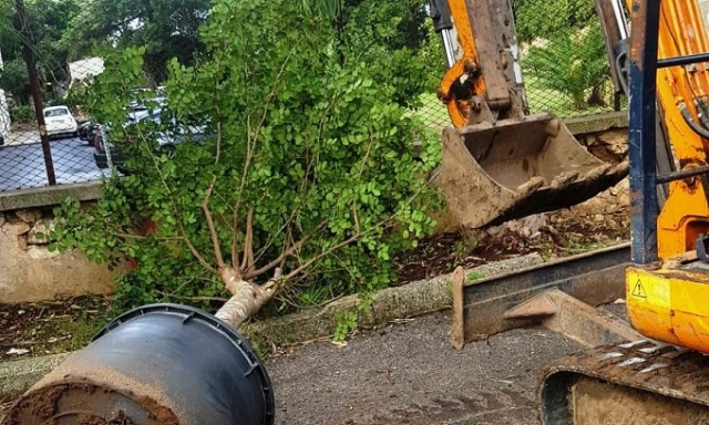 Siracusa, messi a dimora 3 alberi di carrubo nel parco della scuola di via Mazzanti