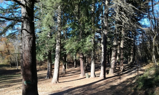 Siracusa, nasce il Bosco delle Troiane: al via la piantumazione di 1000 piantine di leccio