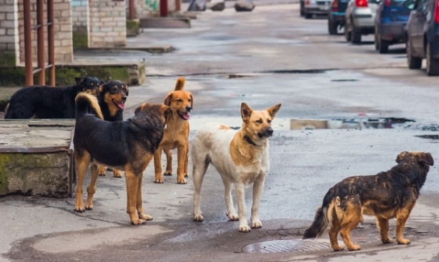 Siracusa, via libera all'istituzione della commissione di indagine sul randagismo