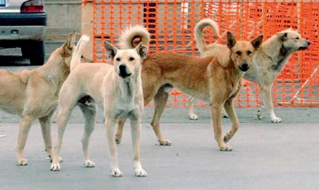 Priolo, avvelenamento di cani: l'Asp presenterà denuncia in Procura