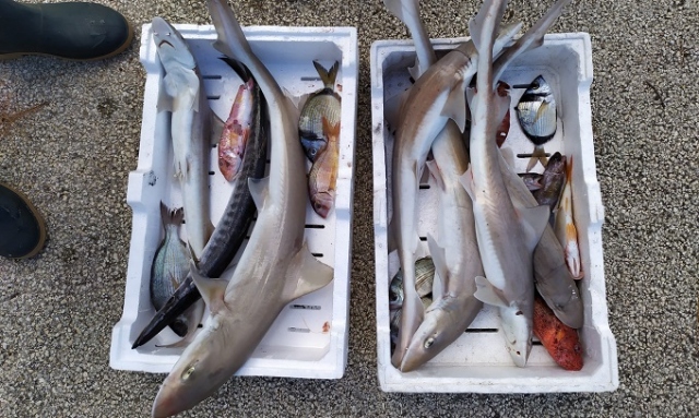 Augusta, pescato privo di tracciabilità: sequestro e sanzioni