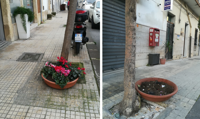 Siracusa, rubati ciclamini e stelle di Natale: vasi lasciati vuoti