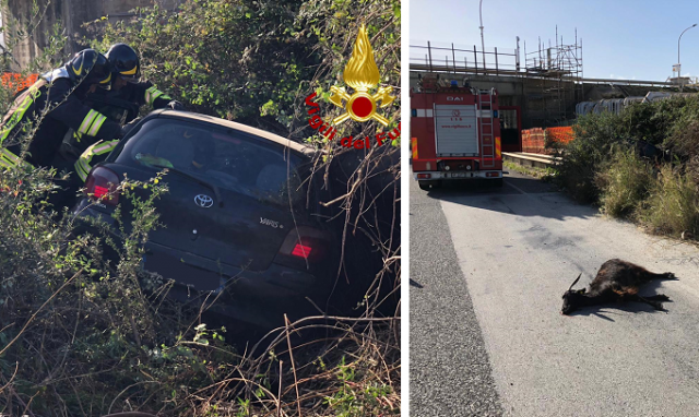 Augusta, auto contro mucca nella zona industriale: 3 feriti